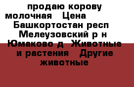 продаю корову молочная › Цена ­ 55 000 - Башкортостан респ., Мелеузовский р-н, Юмаково д. Животные и растения » Другие животные   . Башкортостан респ.